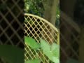 Monkey in hostel .Full exposure to wildlife .