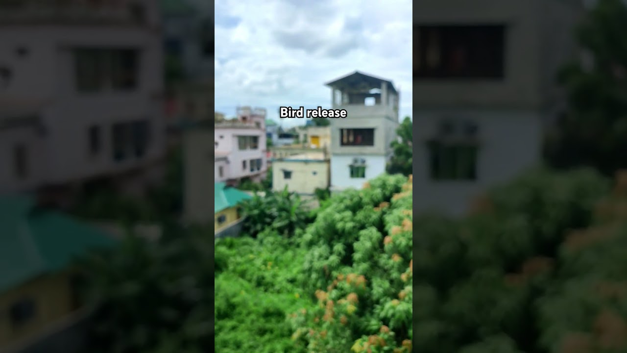 Released a sparrow after it got stuck in my window 