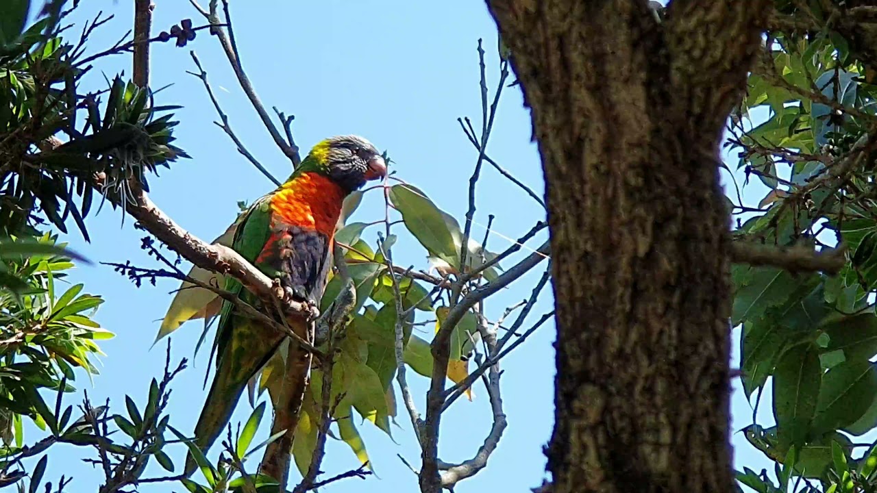 Lorikeet Sounds | Nature Sounds/Birds Sounds