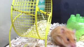 Hamsters At Petsmart screenshot 4