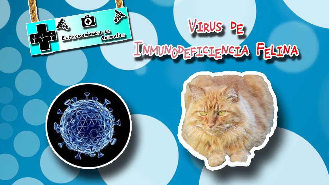 Feline immunodeficiency virus (The disease of primates and armadillos) | Animal diseases | tratamiento de la tuberculosis