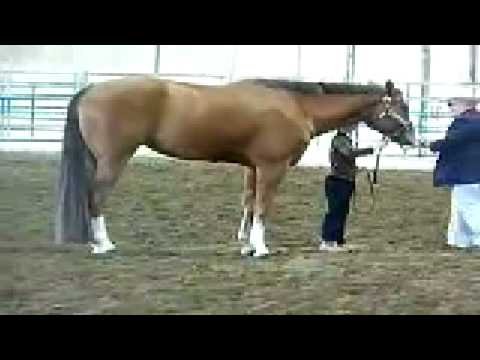 Eight-year-old Codi's first Showmanship Class Feb 09