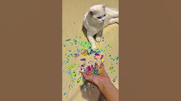 Funny cat barsik 💖💖 Reverse video #reverse #cat #marblerunandmore #viralshort