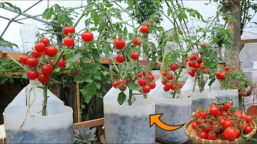 Jak vysoká rostou zakrslá cherry rajčata?