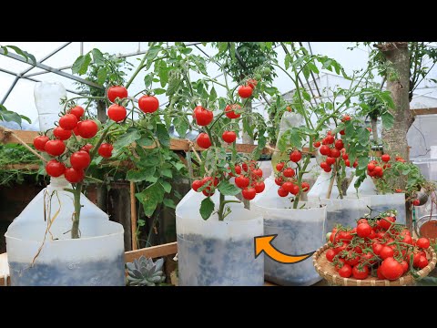 Video: Mini Tomato Plants: Magsaya sa Pagtatanim ng Micro Tomatoes