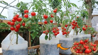 Tips Growing dwarf cherry tomatoes on the balcony with recycled plastic cans