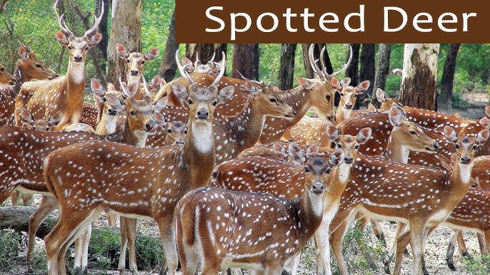 Alarm call by Spotted Deer 