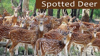 Beautiful Herd of Spotted Deer - കൈ എത്തും ദൂരെ പുള്ളിമാൻ കൂട്ടം  - Bandipur National Park