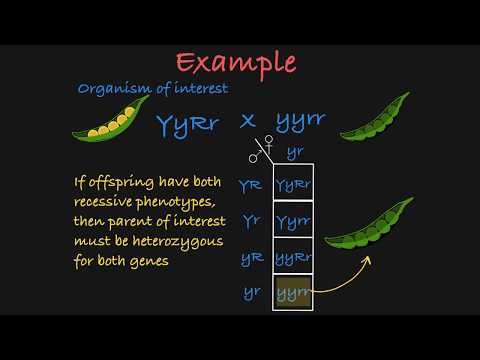 Thumbnail for the embedded element "Two-Gene Test Cross Explained"