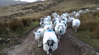Flock of sheep followers