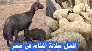 أفضل سلالة أغنام فى مصر اسعار الخرفان الصغيره نتايات