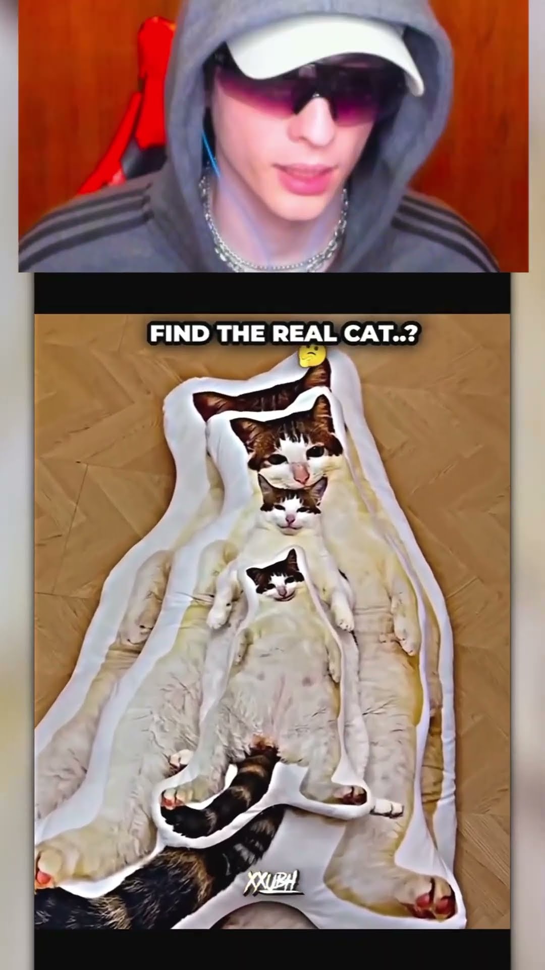 Encuentra al GATO REAL?