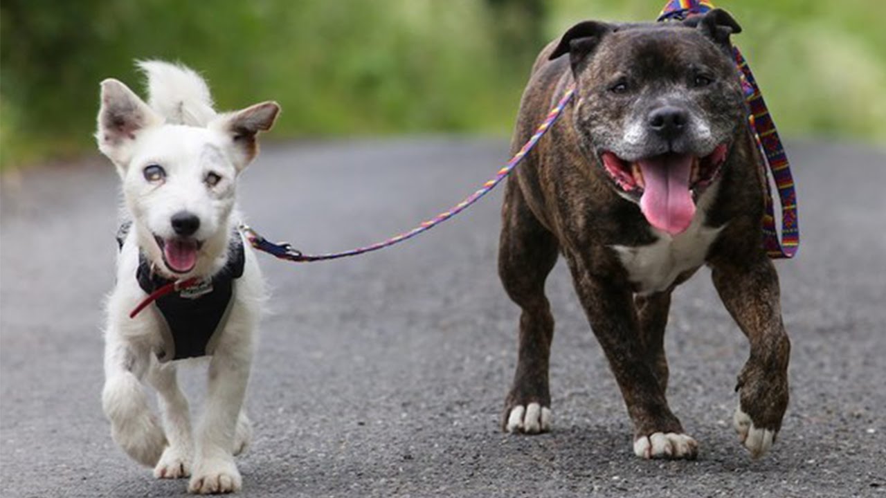 This Blind Dog Has His Own Guide Dog 