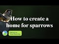 How to create a home for sparrows | RSPB Nature on Your Doorstep