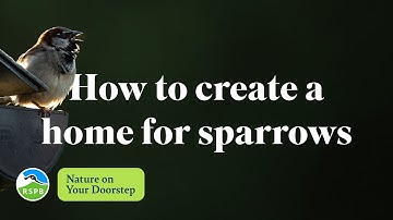 How to create a home for sparrows | RSPB Nature on Your Doorstep