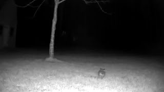cute little baby foxes on blink camera