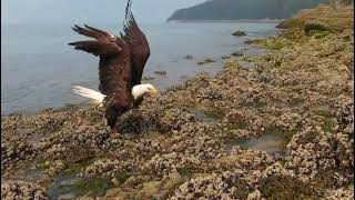 Eagle Swimming To Shore in SE Alaska