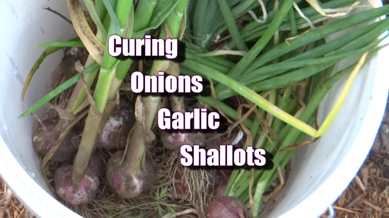 How to Store Onions, Garlic, & Shallots