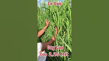Độc Lạ, Cây Lúa Cao 2,25 Mét Thân To Như Cây Sậy / TIẾN DŨNG NINH KIỀU
