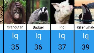 Comparison: Animal Intelligence