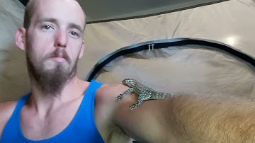 Tent Training demonstration with Echo the Nile Monitor (Urban Dragon Trainer)