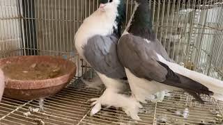 Fancy pigeons Lahore bar lees حمام زينة شيرازي بارلس