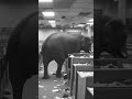 OMG:WHAT😨😨😨 ELEPHANT DONIG 😱😱🙀#horror #ghost