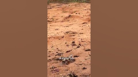 Chuồng Nuôi Dông Cát Bình Thuận, Nhông Cát, Dông Thềm, Đặc sản Phan Thiết, Zalo Dân - 0852 464 742.