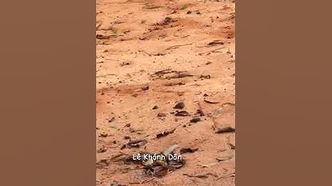 Chuồng Nuôi Dông Cát Bình Thuận, Nhông Cát, Dông Thềm, Đặc sản Phan Thiết, Zalo Dân - 0852 464 742.