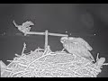 &quot;CLEAR OFF OWL!&quot; Alyth Ospreys. WildlifeWindows. 14 April 2024