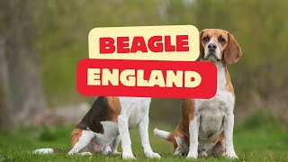 'The Most' Beagle: A Journey from Origin to Characteristics
