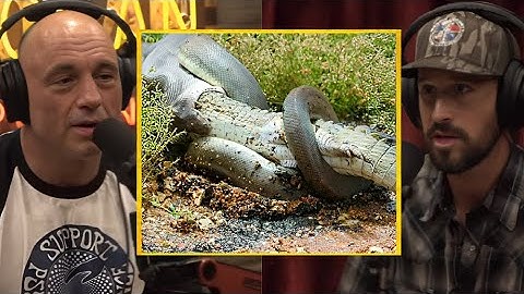 Python EATING Alligator In Florida : Joe Rogan Experience