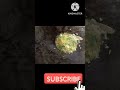 2022 Patte Gobhi Ki Jhakas Sabji Newrecipe Jabardasth 2022 Patte Gobhi Ki Jhakas Sabji Newrecipe Jabardasth
