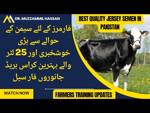 Best news for Friesien semen II Guaranteed crossbred 25L cows II Buy best crossbred cows