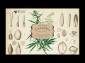 The Science of Cannabis: The Genetics of Cannabis Breeds