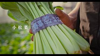 【江戸川区】都市の畑で育てる伝統野菜・小松菜｜K&K Farm
