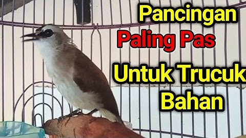 PUNYA TRUCUK BAHAN..? PAKAI INI Pancingan trucukan BAHAN trucuk ombyokan agar bunyi gacor
