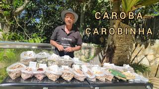 Caroba Carobinha e sua funções medicinais!