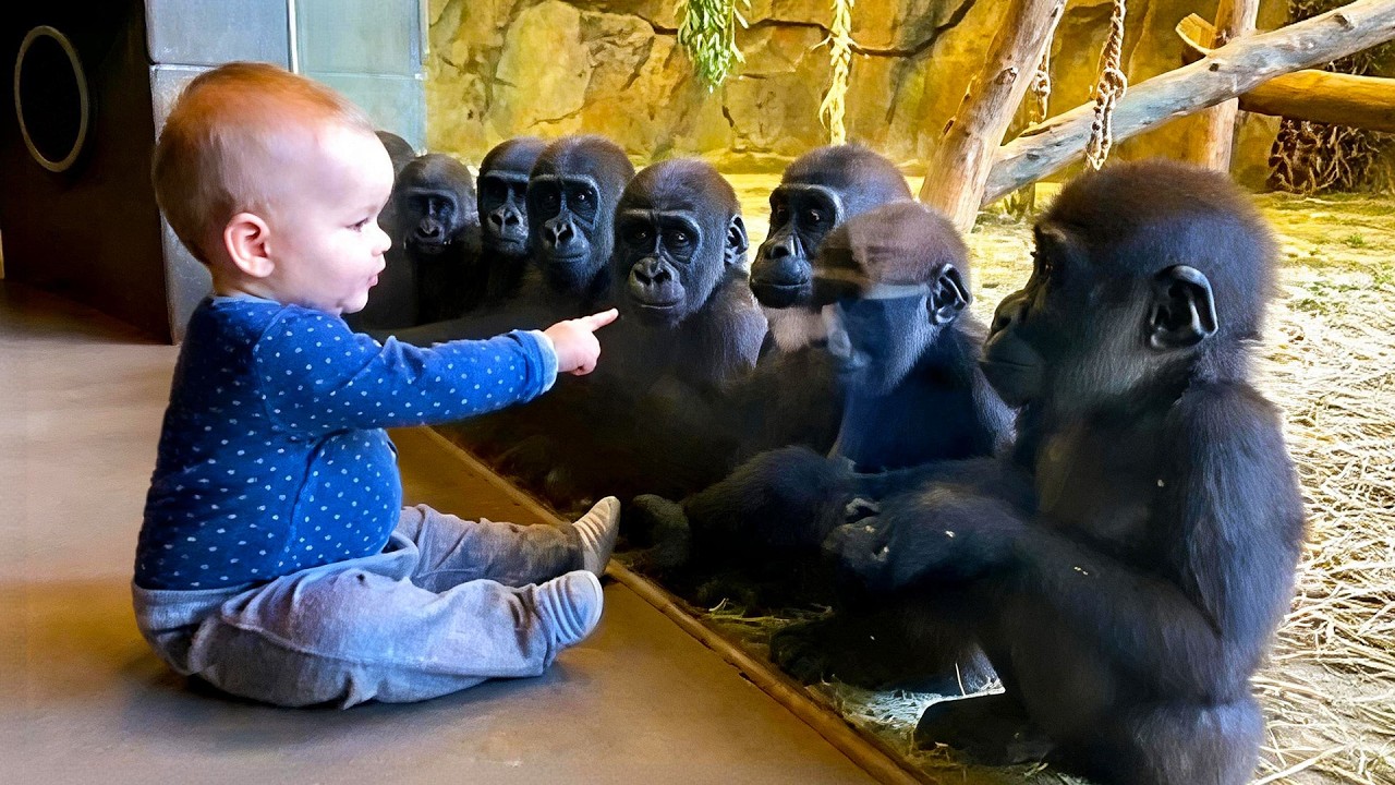 Counting Gorillas with a Baby — Hilariously Cute Moments 😂🦍 | Baby & Gorilla