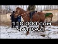 АТ БАЗАР ЖЫЛКЫ БААЛАРЫ КУЛУН ТАЙ БААЛАРЫ 02.01.2022