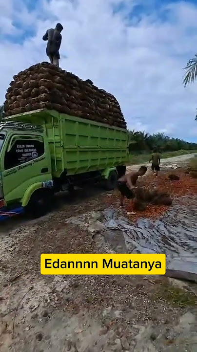 Muat sawit Isi terus sampai patah per