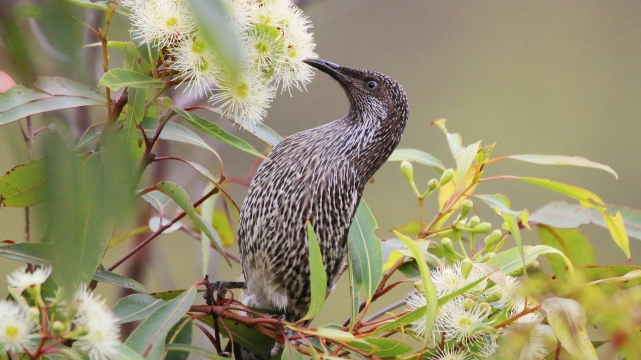 Little Wattlebirds feeding on flowering eucalypts - Chiltern Track