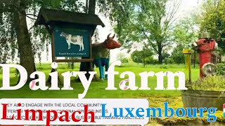 Dairy Farm in Limpach , Luxembourg 🇱🇺 || Traditional dairy farming || fresh milk , Eggs , meat