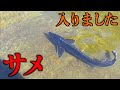 【山復興＃114】山の池に淡水のサメを入れてみたら・・・！？