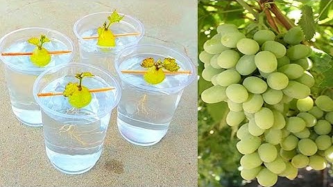 Simple method propagate grape tree with water | grow grape tree at home