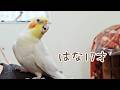 はなのうれしい一日のはじまり|お父ちゃんがお休みの朝