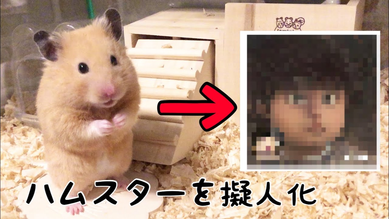 ハムスターをアプリで擬人化 ハムスター Youtube ハムスターをアプリで擬人化 ハムスター Youtube