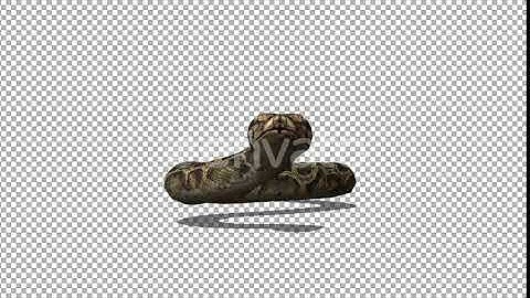 4K Snake Swimming | Motion Graphics - Envato elements