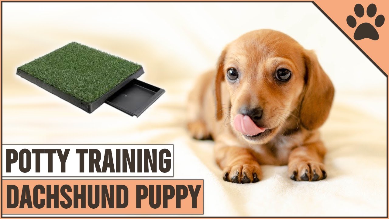 how do you potty train a stubborn puppy