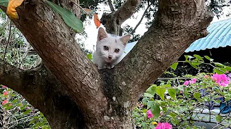 The White Cat Wandering in the Garden